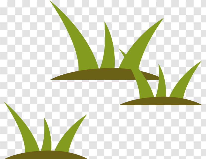 Lawn - Leaf - Grasses Transparent PNG