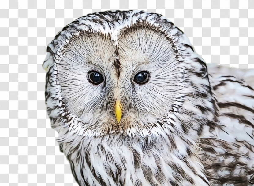 Great Grey Owl Owls Beak Close-up Fra:5q8 Transparent PNG