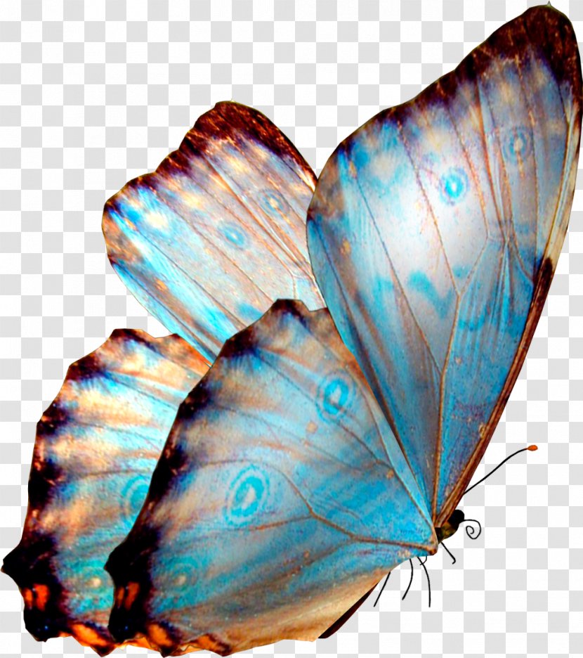 Butterfly Transparency And Translucency Desktop Wallpaper Clip Art - Invertebrate - Mycoplasma Transparent PNG