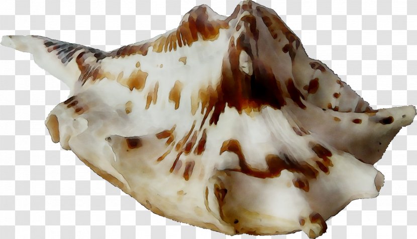 Seashell Trumpet - Ingredient Transparent PNG