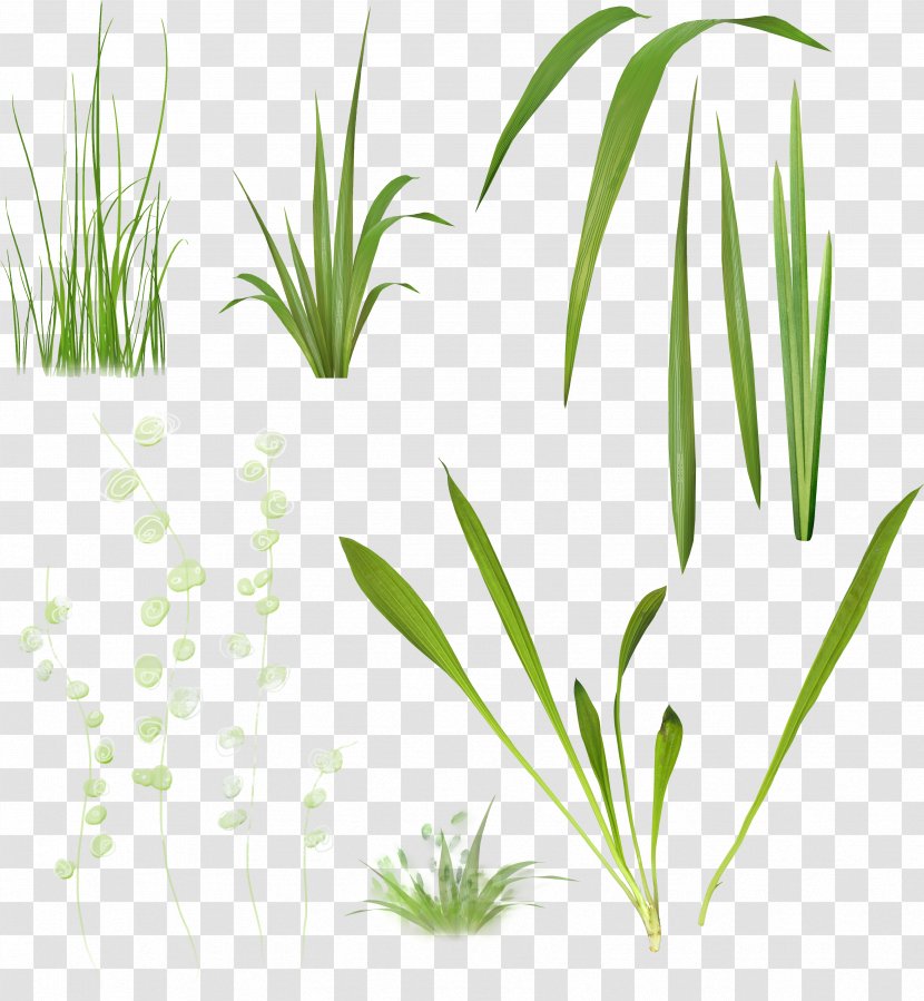 Plant Stem Herbaceous Clip Art - Grass Family - Fresh Transparent PNG