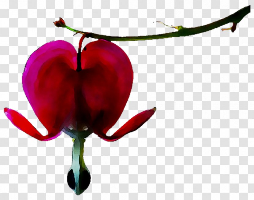 Clip Art Petal Image Flower - Asian Bleedingheart - Cartoon Transparent PNG