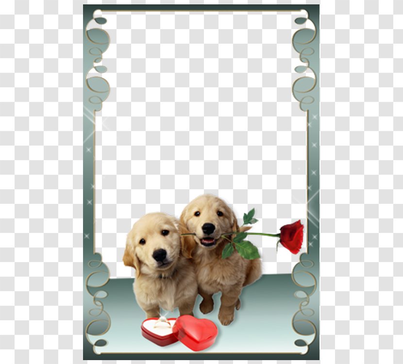 Love Photo Frames Picture Frame Photography Android - Puppy Valentine's Day Floral Transparent PNG
