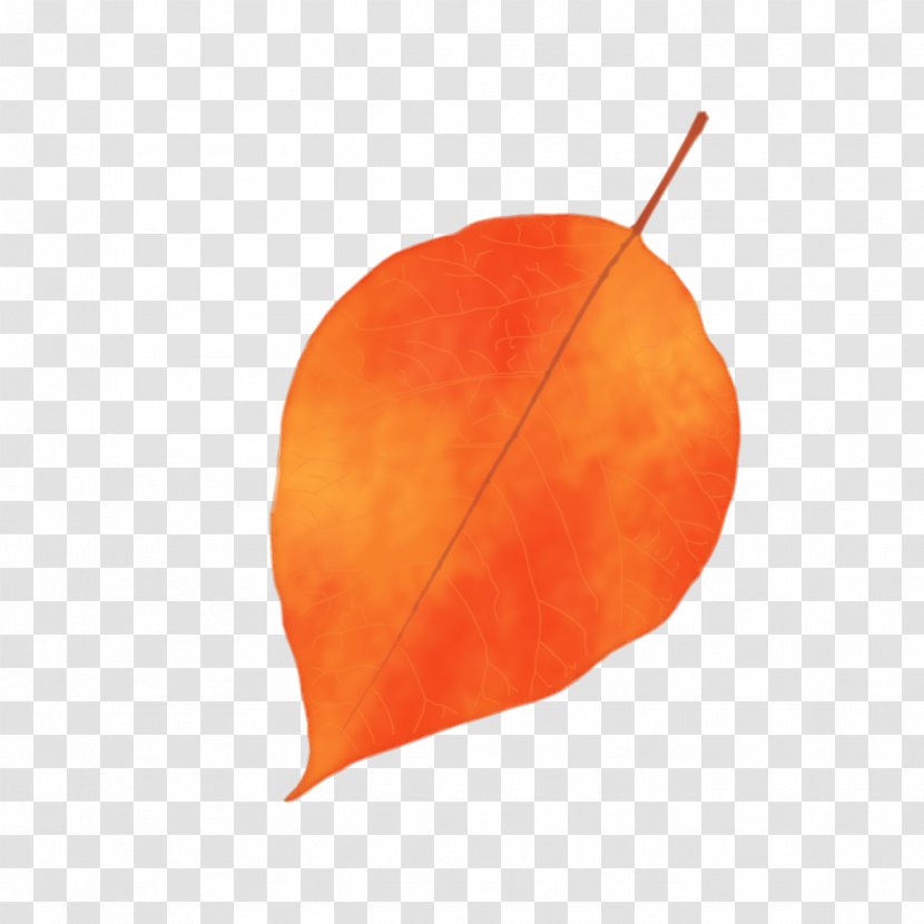 Fruit Leaf Peach - Autumn Leaves Transparent PNG