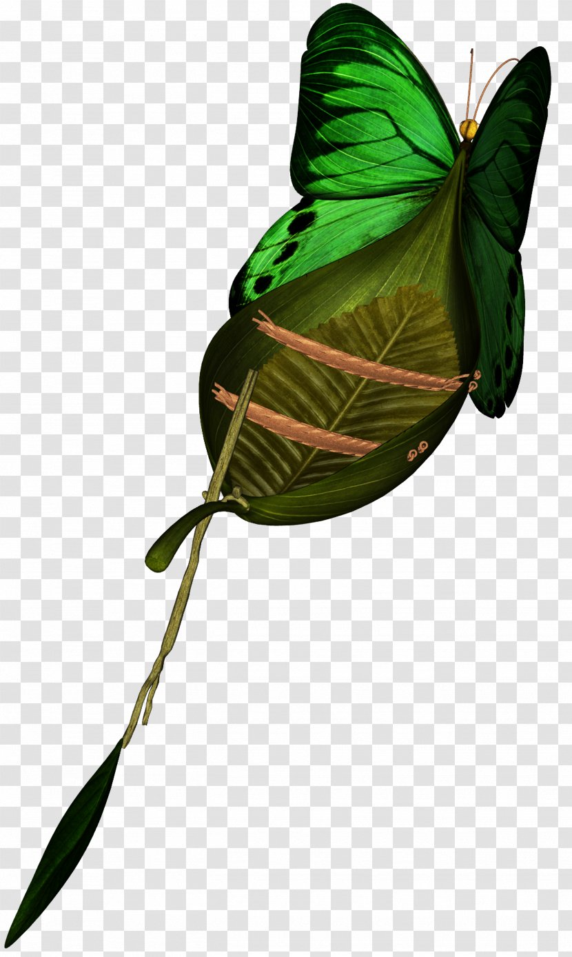 Canoe - Butterfly - Design Transparent PNG