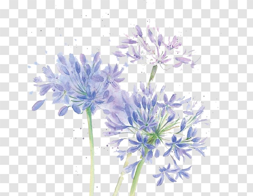 Floral Design Cut Flowers Chrysanthemum Blue - Painting - Watercolor Transparent PNG