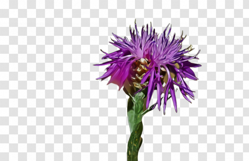 Flower Plant Purple Thistle Silybum Transparent PNG