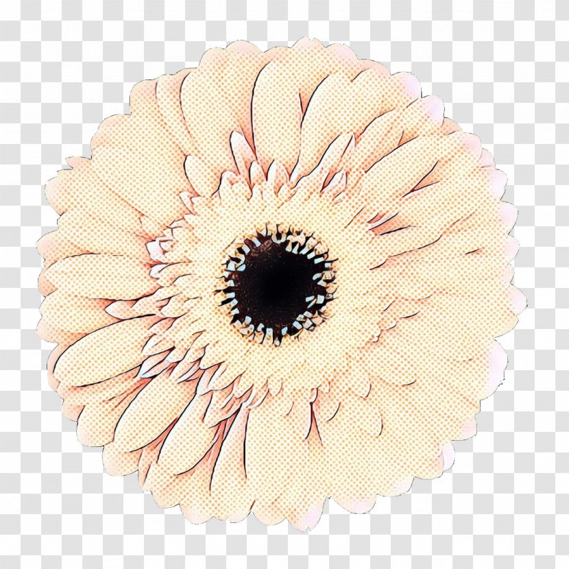 Flowers Background - Plant - Beige Daisy Family Transparent PNG