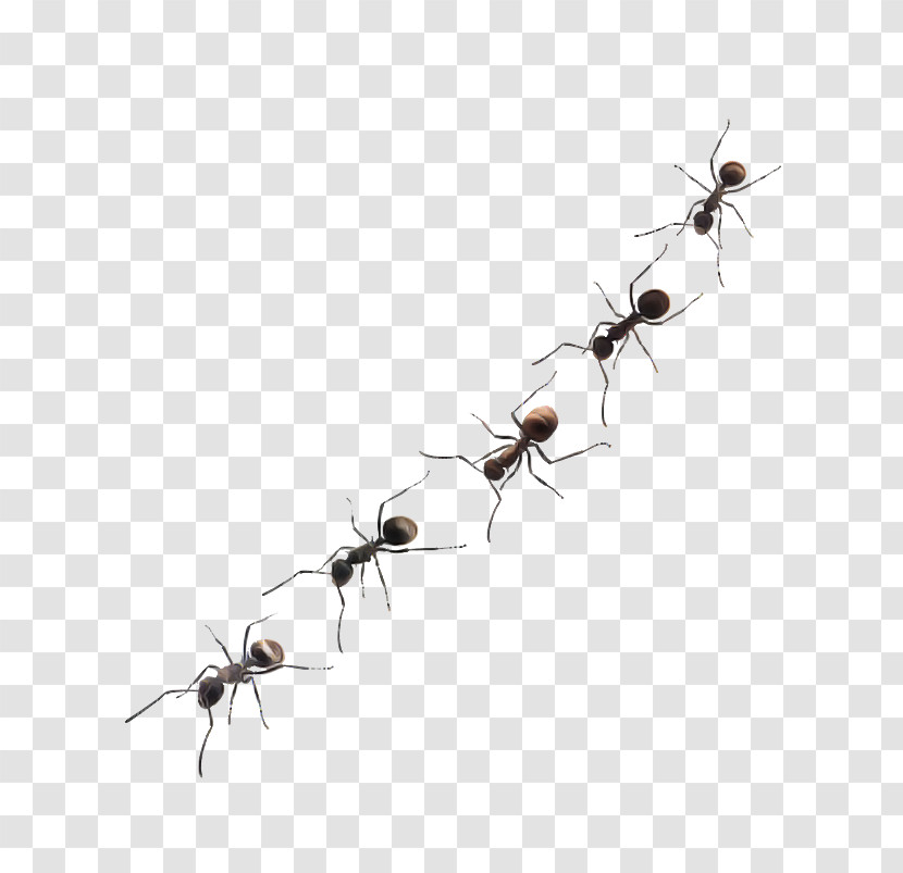 Insect Carpenter Ant Ant Pest Membrane-winged Insect Transparent PNG