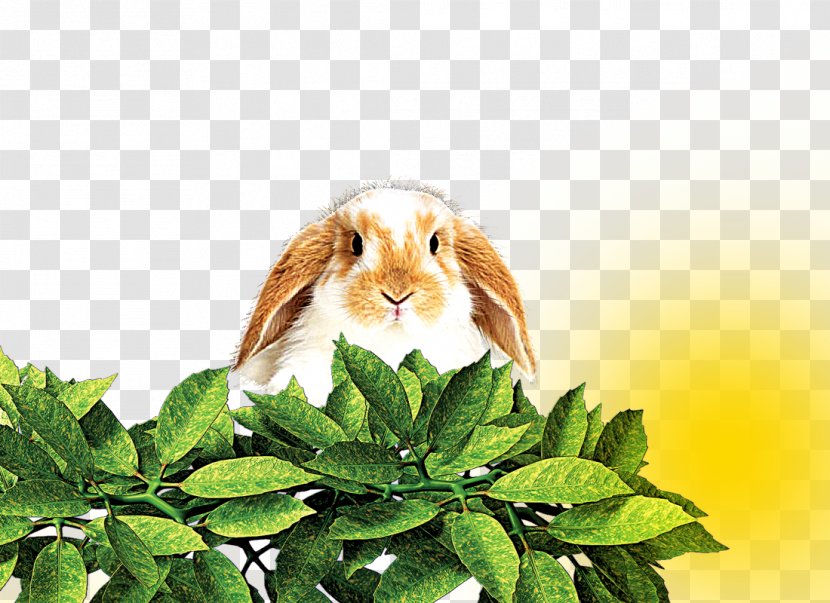 Domestic Rabbit Hare Leaf - Organism - Leaves Transparent PNG