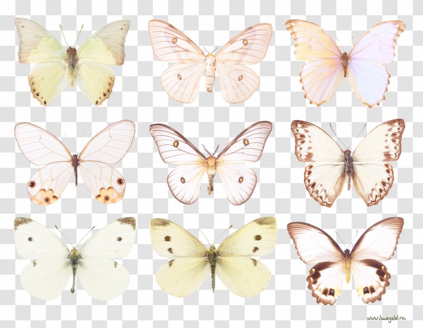 Brush-footed Butterflies Pieridae Silkworm Butterfly And Moths Transparent PNG