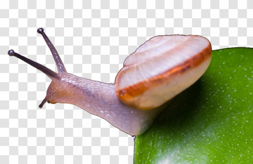 Snail World Slug House Transparent PNG