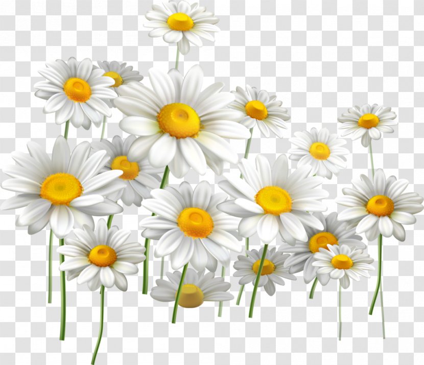 Common Daisy Light Flower Chamomile - Plant Stem - Painted Flowers Transparent PNG