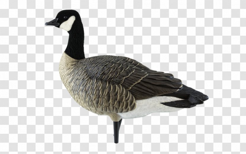 Canada Goose Mallard Duck - Bird Transparent PNG