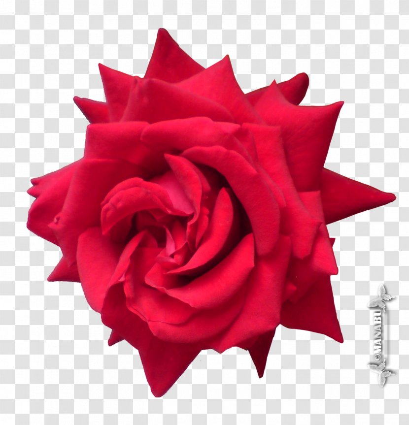 Garden Roses Cut Flowers Petal - Red - Rose Transparent PNG