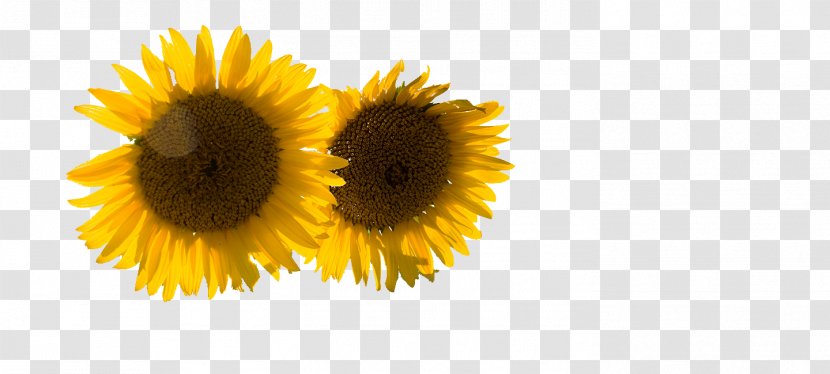 Business Sharing Economy Sunflower Seed Management Common - Service - Sunflowers Transparent PNG