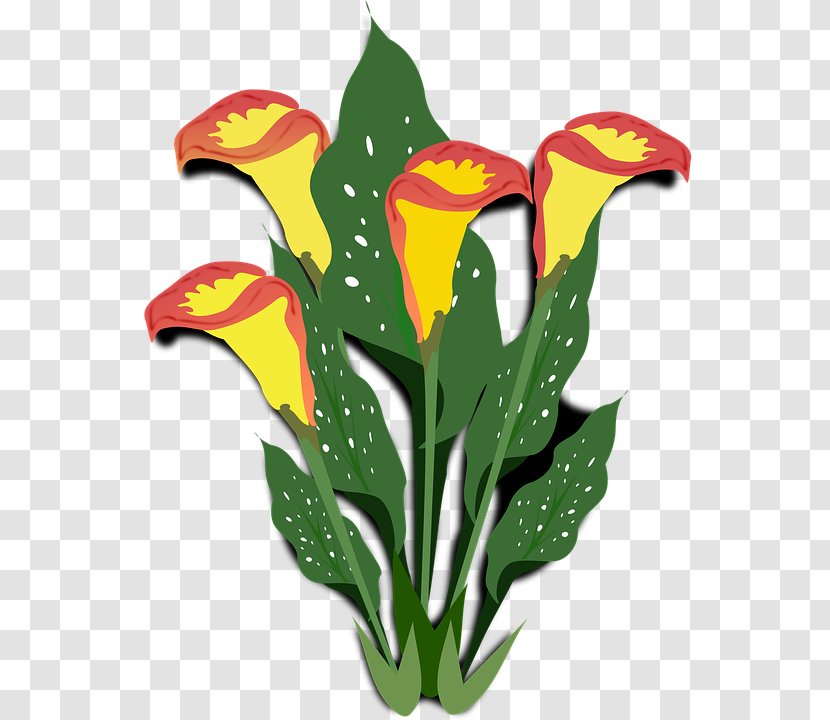 Arum-lily Cut Flowers Clip Art - Photography - Flower Transparent PNG