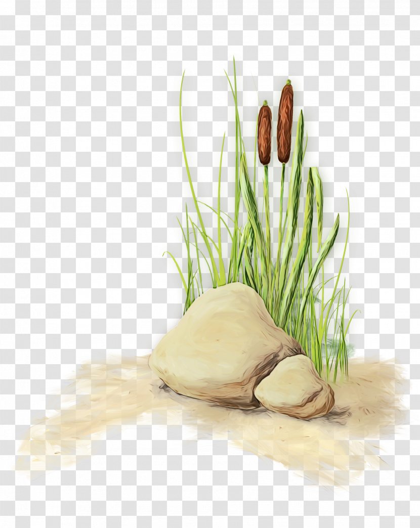 Vegetable Grass Plant Chives Leek - Scallion - Allium Shallot Transparent PNG