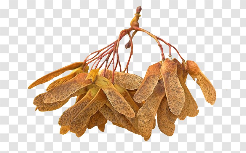 Commodity Tamarind - Tiglio Transparent PNG