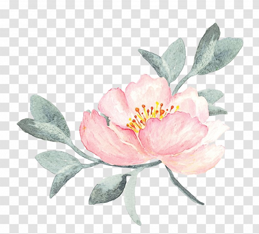 Flower Flowering Plant Pink Petal - Camellia Sasanqua - Rosa Rubiginosa Watercolor Paint Transparent PNG