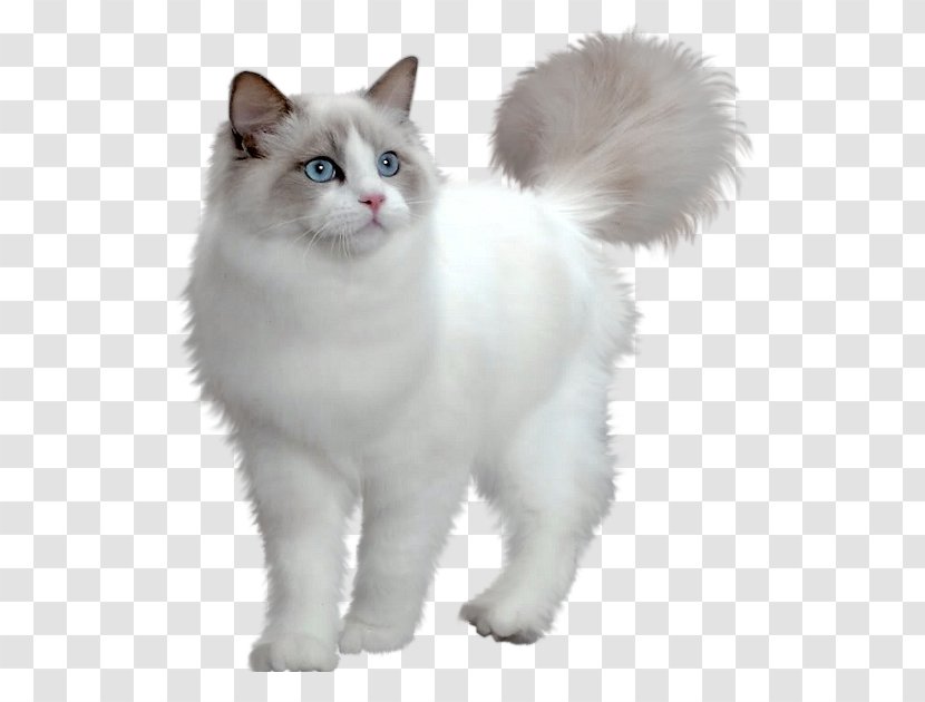 Ragdoll Maine Coon Persian Cat Burmese Siberian - Fur - Kitten Transparent PNG