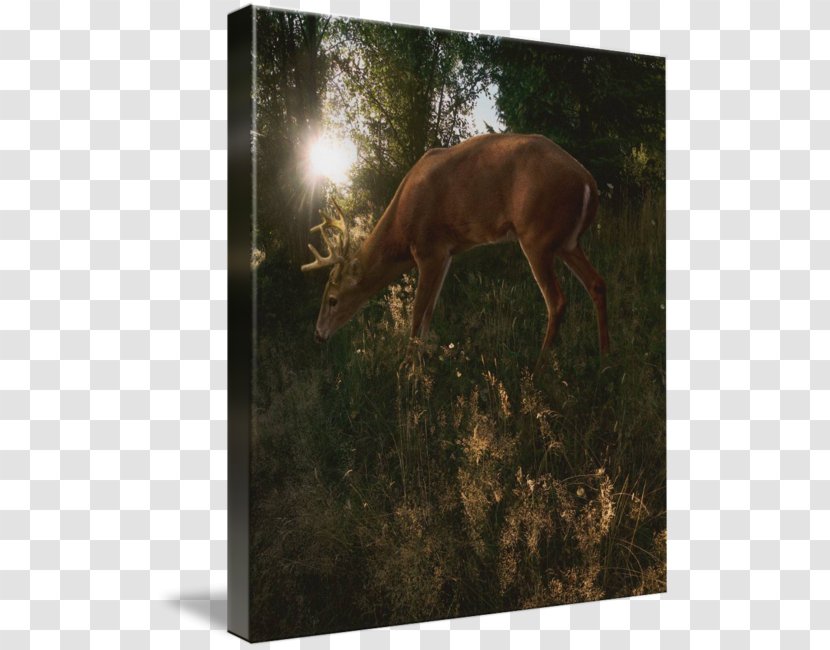 Elk Deer Antler Canvas Print Light - Wildlife Transparent PNG