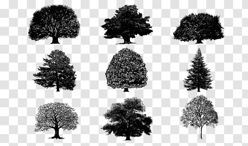 Tree Silhouette Download - Image Resolution Transparent PNG