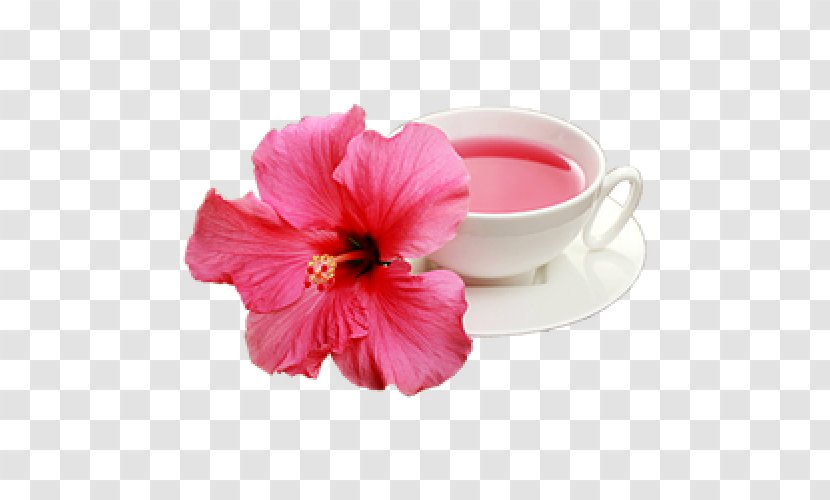 Hibiscus Magenta - Plant - Mallow Family Transparent PNG