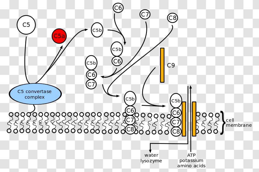 Complement Membrane Attack Complex System Cell Component 5 C8 - Organism - Ataque Graphic Transparent PNG