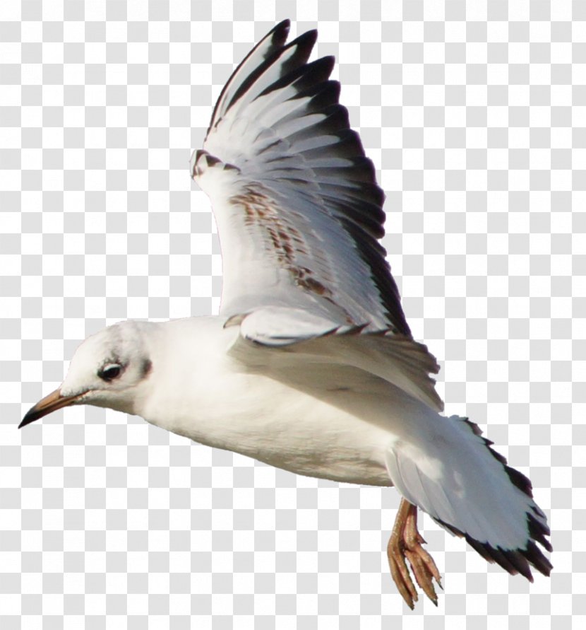 Gulls Shorebirds European Herring Gull Great Black-backed - Suliformes - Seagull Transparent PNG