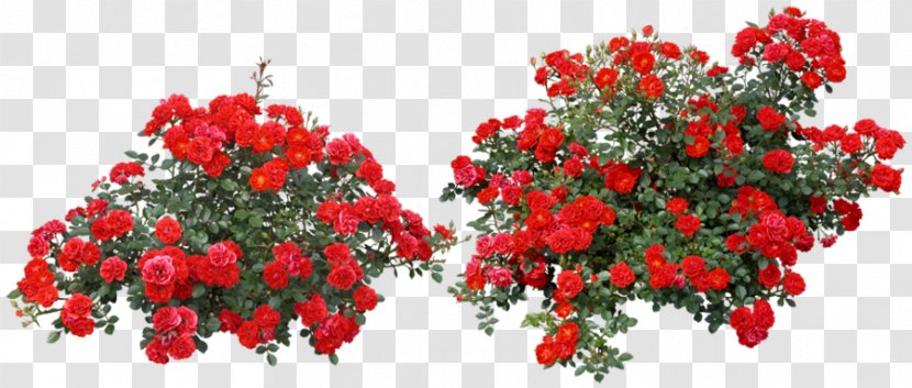 Rose Clip Art Shrub Image - Flowering Plant - Garden Flower Transparent PNG