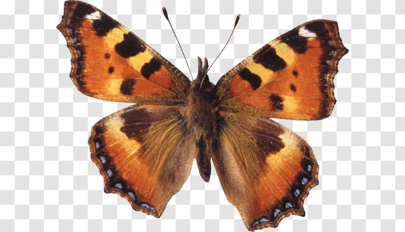 Brush-footed Butterflies Gossamer-winged Butterfly Moth Large Tortoiseshell - Organism Transparent PNG
