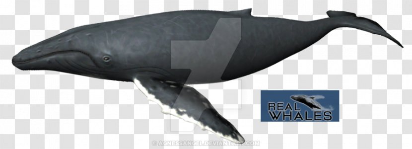 Dolphin Porpoise Fin Whale Humpback Cetaceans - Animal - Minke Transparent PNG