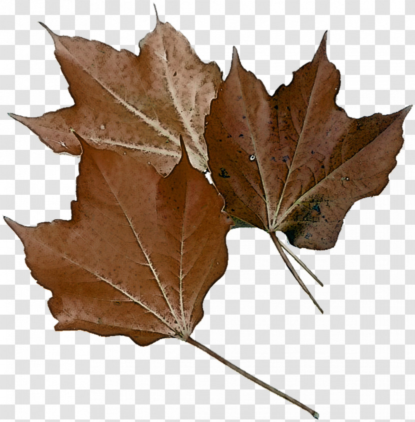 Leaf Maple Leaf / M Plane Trees Plane Tree Family Biology Transparent PNG