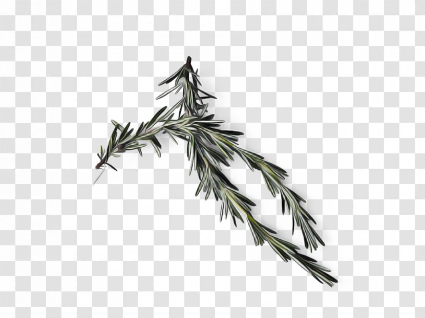 Feather - Plant - Metal American Larch Transparent PNG