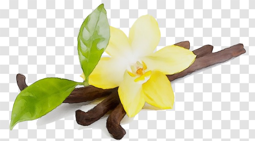 Flower Yellow Plant Flowering Petal - Cattleya - Orchid Transparent PNG