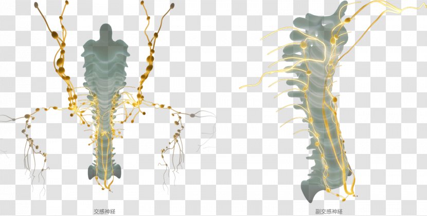 Invertebrate Organism Branching - Branch - Nerve Transparent PNG