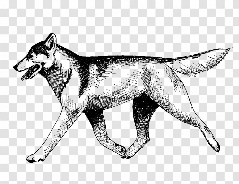 Czechoslovakian Wolfdog Saarloos Seppala Siberian Sleddog Husky Dog Breed - Fox - SiBERIAN Transparent PNG