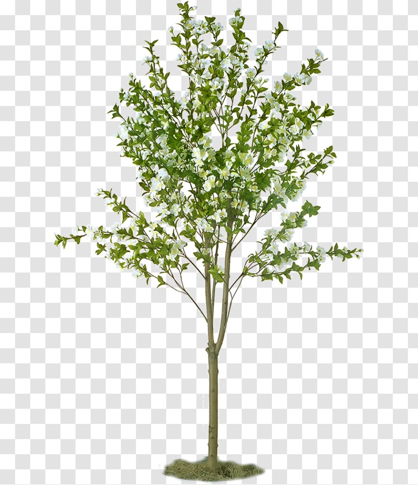 Fruit Tree Apple Sowing Plant - Seedling Transparent PNG