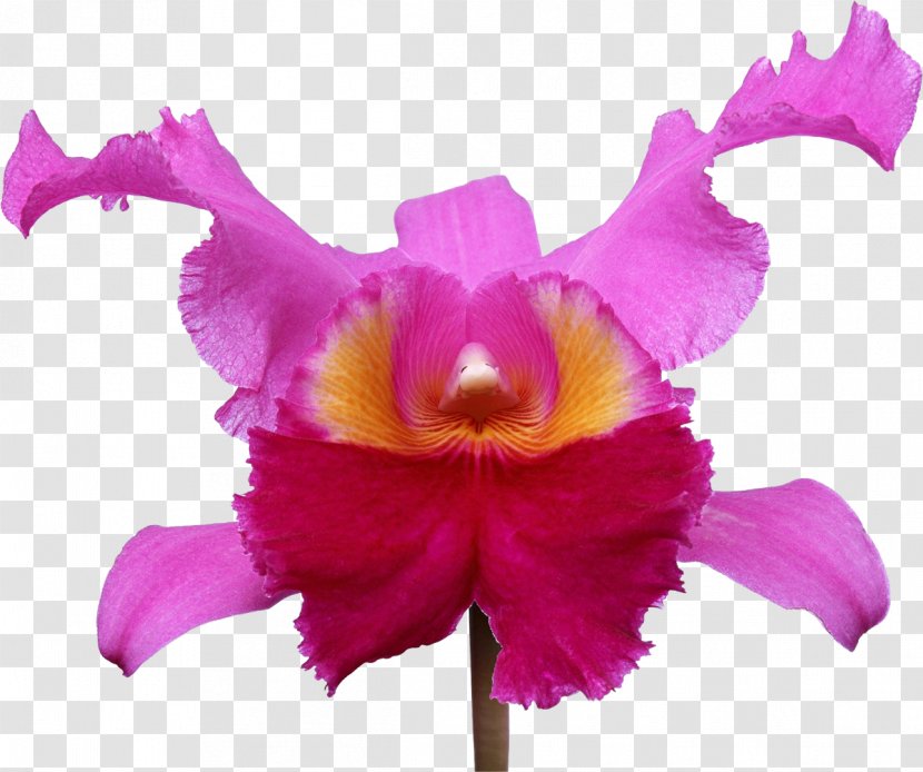 Orchids Photography Flower - Petal - Jerrycan Transparent PNG
