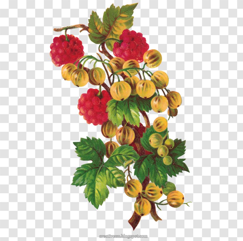 Raspberry PhotoScape Clip Art - Branch Transparent PNG