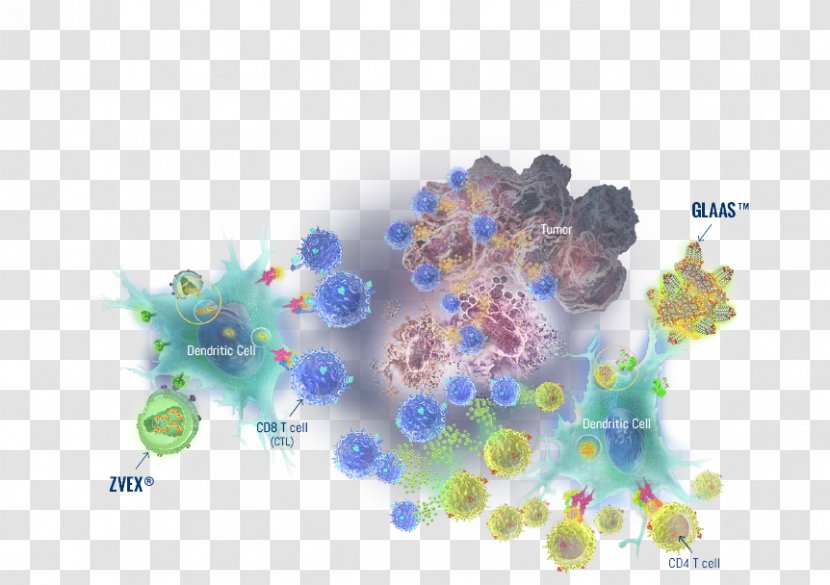 Adaptive Immune System Cancer Immunotherapy Cytotoxic T Cell Dendritic - Pembrolizumab Transparent PNG