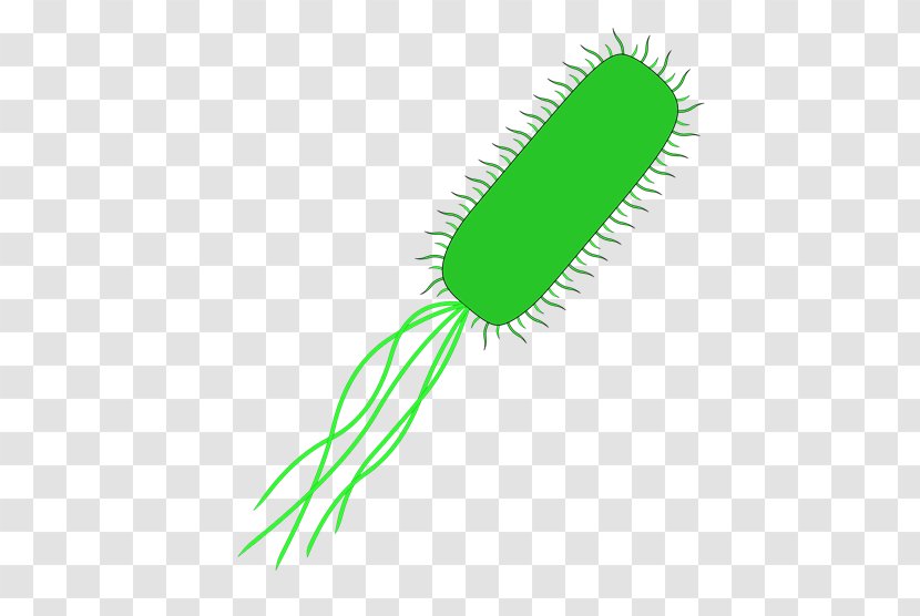 E. Coli Bacteria Vector International Genetically Engineered Machine Clip Art - T7 Phage Transparent PNG