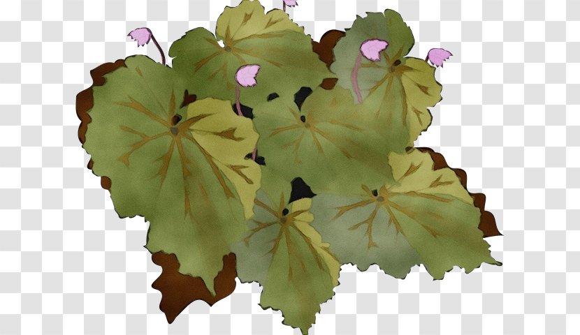 Flower Leaf Plant Petal Flowering - Annual - Perennial Transparent PNG