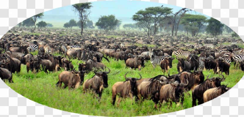 Serengeti National Park Maasai Mara Tarangire Ngorongoro Crater Lion - Travel Transparent PNG