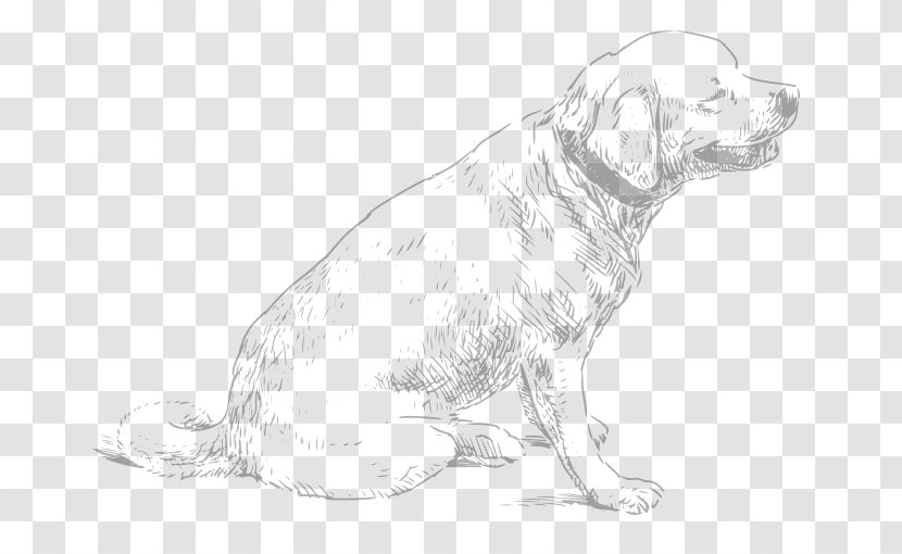 Dog Breed Puppy Retriever Sporting Group Companion Transparent PNG