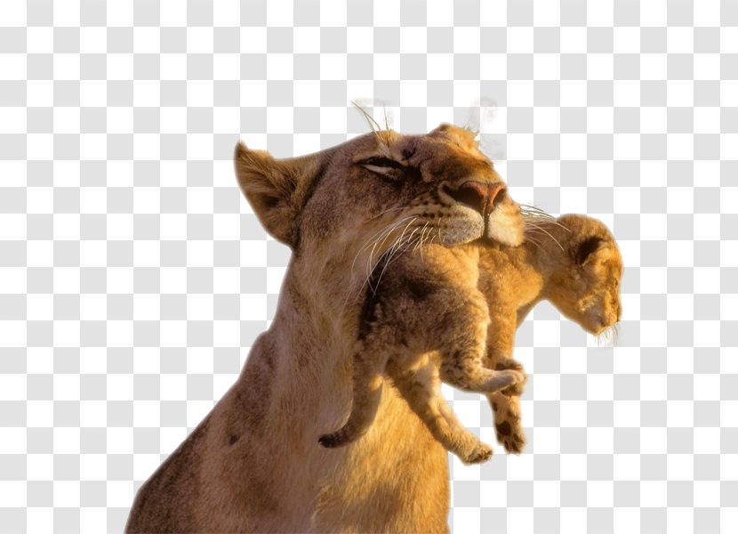 Baby Lions Lion Cubs Cougar Cat - In The Wild - Head Transparent PNG