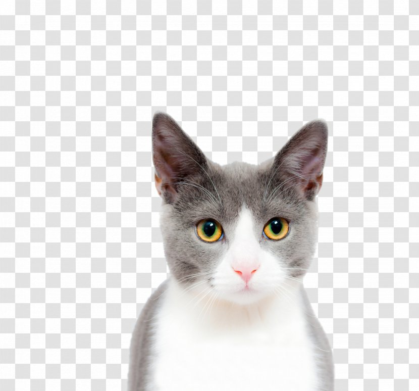 Cat Kitten Dog Felidae - Snout Transparent PNG