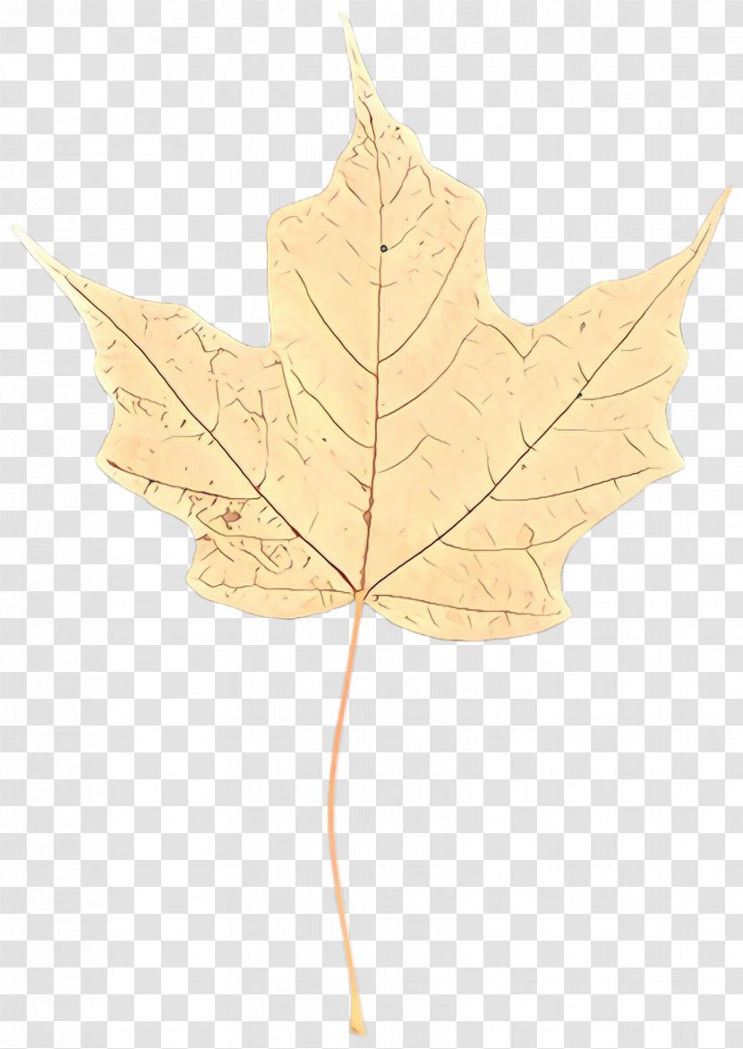 Maple Leaf - Flower Flowering Plant Transparent PNG