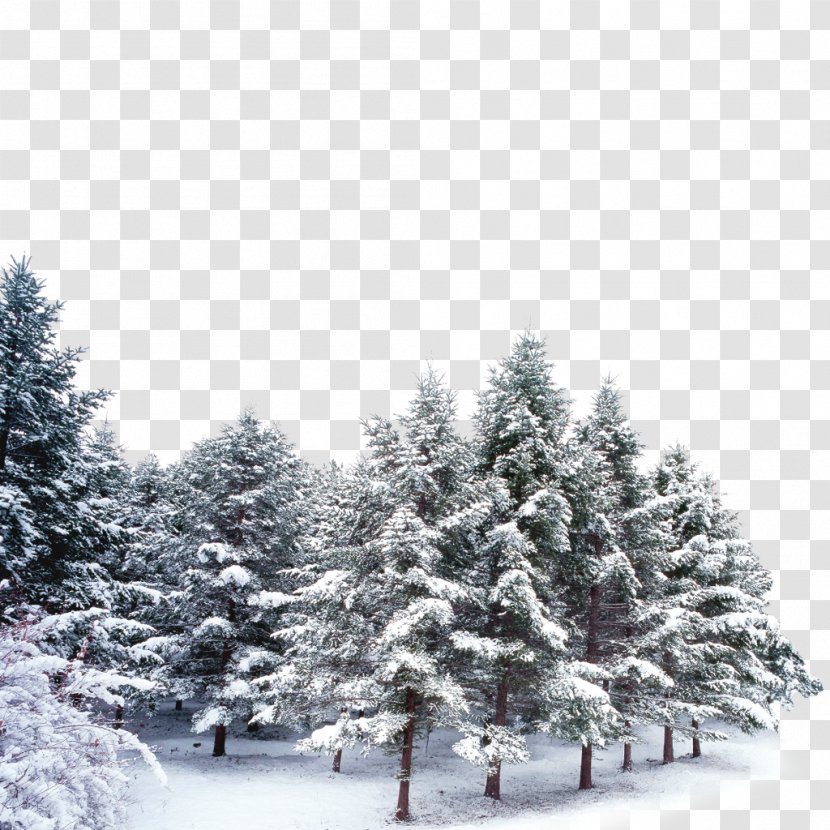 Christmas Black And White - Biome - Eastern Hemlock Temperate Broadleaf Mixed Forest Transparent PNG